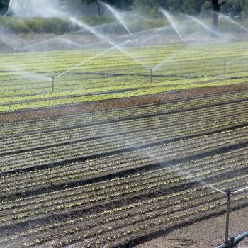 Irrigation par aspersion après repiquage de plants de salade en Provence.